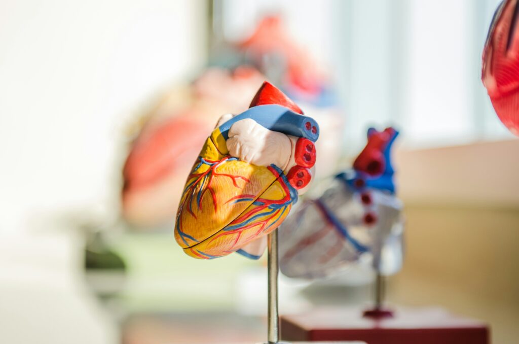 heart and stress
